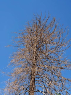 Dead tree