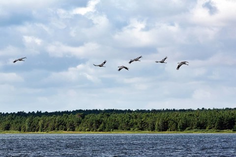 Cranes flying one after the other