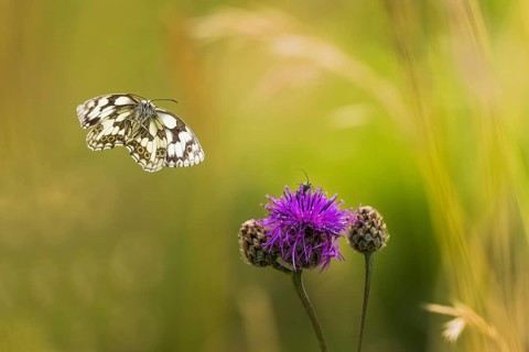 Checkered butterfly