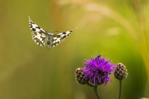 Checkered butterfly