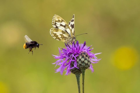 Checkered butterfly