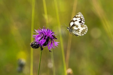 Checkered butterfly