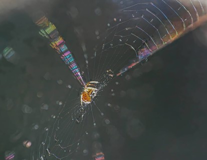 2mm spider in backlight