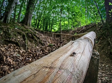 In the forest