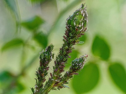 Aphids on rose stem