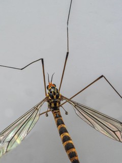 Insect