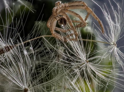 Spider shell