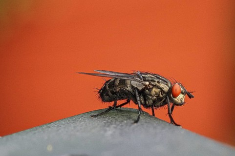 House fly