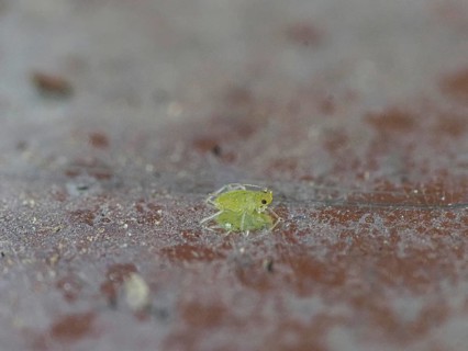 Aphid