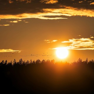Sunset over trees