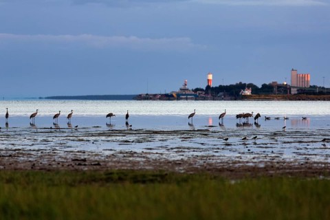 Grey cranes