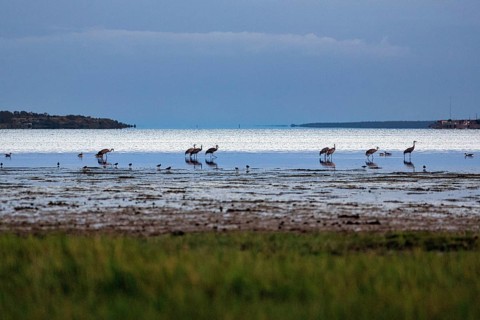Grey cranes