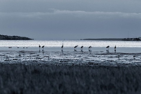 Grey cranes