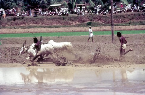A jockey lying in the racing field in Maramadi or Kalappoottu is a type of cattle race conducted in Kundara Pillaveettil paddy fields in Kollam