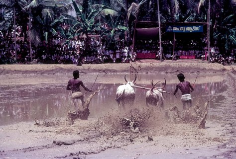 A jockey lying in the racing field in Maramadi or Kalappoottu is a type of cattle race conducted in Kundara Pillaveettil paddy fields in Kollam