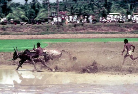 A jockey lying in the racing field in Maramadi or Kalappoottu is a type of cattle race conducted in Kundara Pillaveettil paddy fields in Kollam
