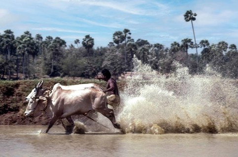 Racing bullocks and jockey