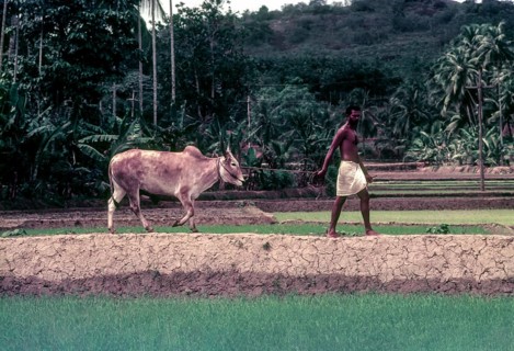 A man bringing his bullock for the race in Maramadi or Kalappoottu is a type of cattle race conducted in Chithali near Palakkad