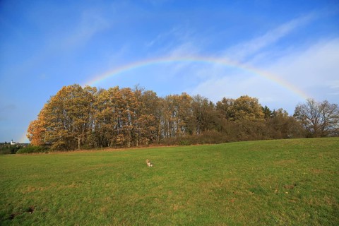 Rainbow over field and woodland near Eschweiler