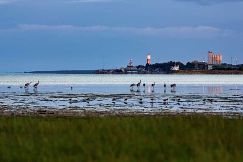 Grey cranes