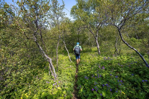 Hiker on footpath in forest with small birch trees and flower meadow