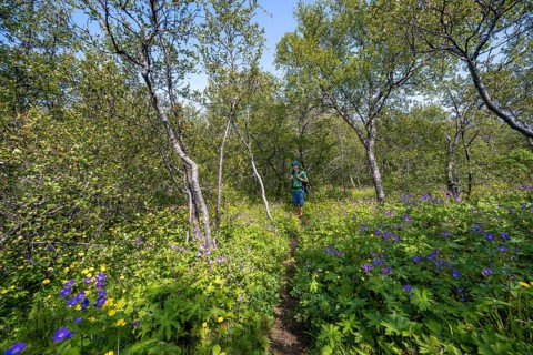 Hiker on footpath in forest with small birch trees and flower meadow