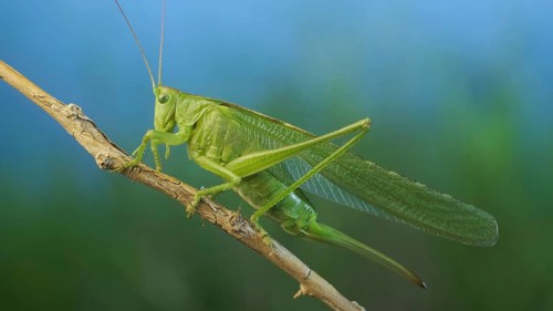 Green grasshopper sits on a branch against a blue sky and green vegetation. Great green bush-cricket