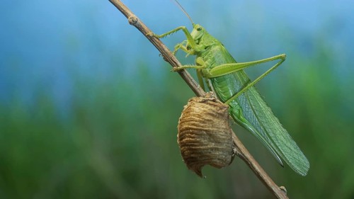 Green grasshopper sits on a branch against a blue sky and green vegetation. Great green bush-cricket