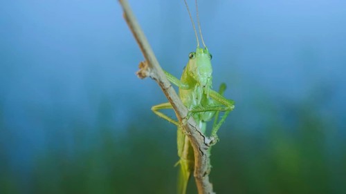 Green grasshopper sits on a branch against a blue sky and green vegetation. Great green bush-cricket