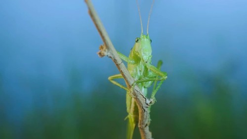 Green grasshopper sits on a branch against a blue sky and green vegetation. Great green bush-cricket