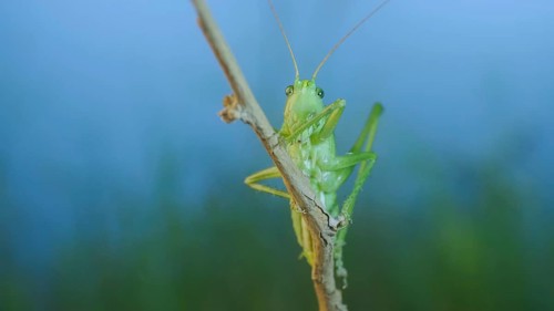 Green grasshopper sits on a branch against a blue sky and green vegetation. Great green bush-cricket