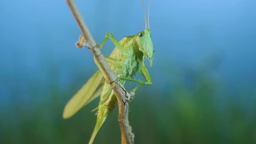 Green grasshopper sits on a branch against a blue sky and green vegetation. Great green bush-cricket