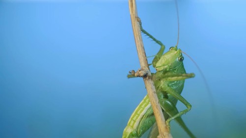 Green grasshopper sits on a branch against a blue sky and green vegetation. Great green bush-cricket
