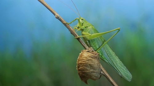 Green grasshopper sits on a branch against a blue sky and green vegetation. Great green bush-cricket