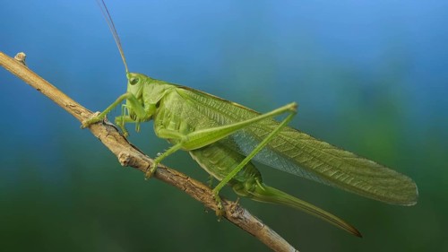 Green grasshopper sits on a branch against a blue sky and green vegetation. Great green bush-cricket