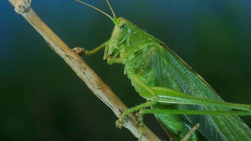 Green grasshopper sits on a branch against a blue sky and green vegetation. Great green bush-cricket
