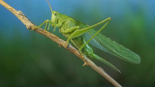 Green grasshopper sits on a branch against a blue sky and green vegetation. Great green bush-cricket