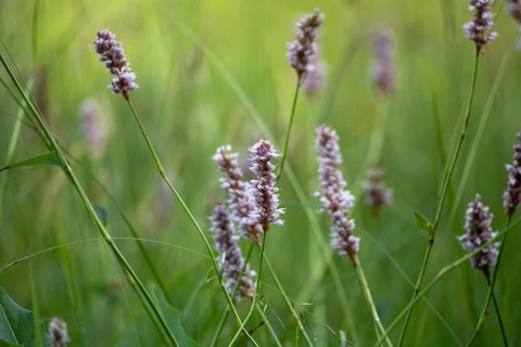 Meadow bistort