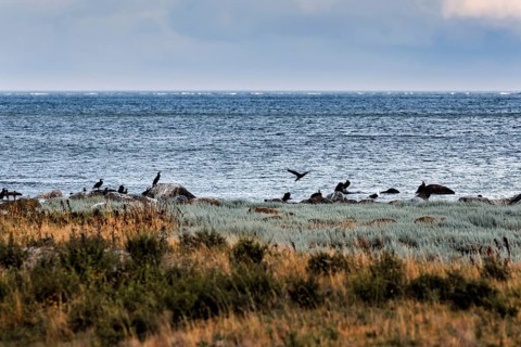Great cormorant