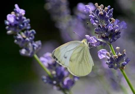 Small cabbage white