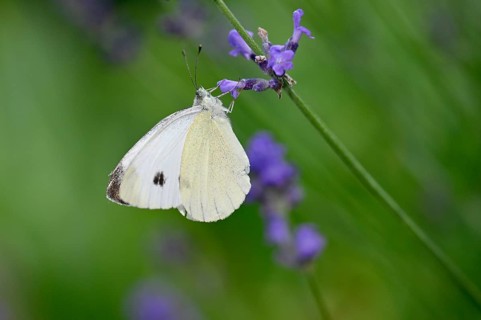 Small cabbage white