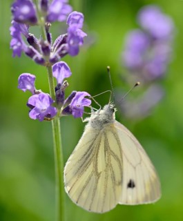 Small cabbage white