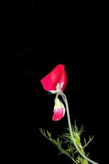Flower of a perennial peavine
