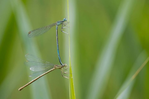 Blue damselfly