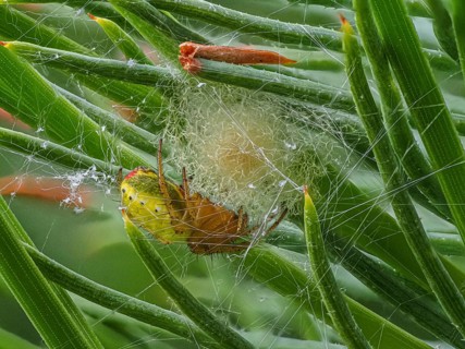 Close-up of cucumber green spider