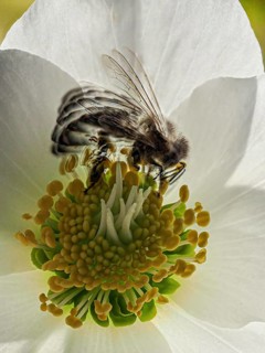 Early bee in motion on Christmas rose blossom in winter