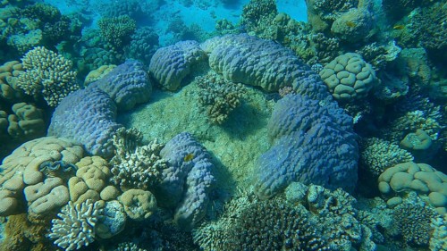 Beautiful tropical coral reef in the shape of a ring