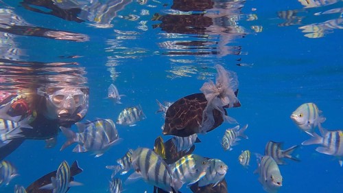 Woman in diving equipment swims on the surface of the water and looks at marine life. Female snorkeler swims underwater and looking at on tropical fishes. Red sea