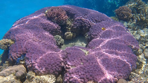 Beautiful tropical coral reef in the shape of a ring
