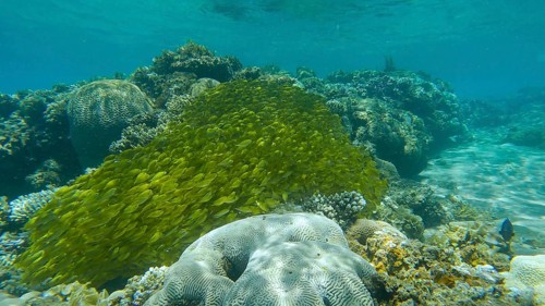 Massive school of juvenile Rabbitfish